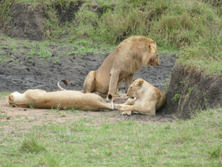 Two lions resting on the dry african earth,