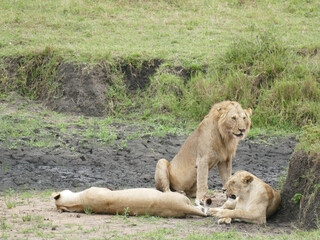 Two lions resting on the dry african earth,