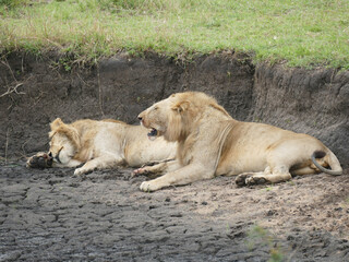Two lions resting on the dry african earth,