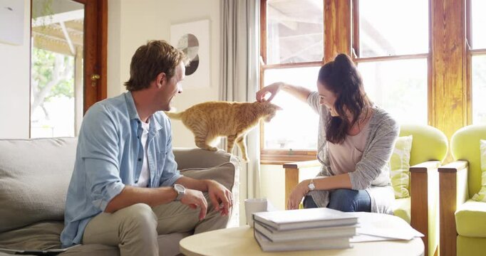 Couple, living room sofa and cat in home, pet and enjoy time together, happy and animal. Kitten, family and married with hands, apartment and love in lounge, caring or playing with face, man or woman