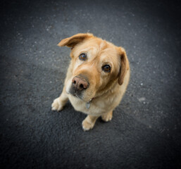 Dog portrait 