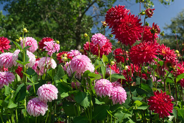 Pink stellar and red miscellaneous Dahlias
