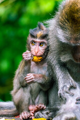mother and baby monkey