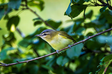 the Philadelphia Vireo hangs from the branches to chase away insects.