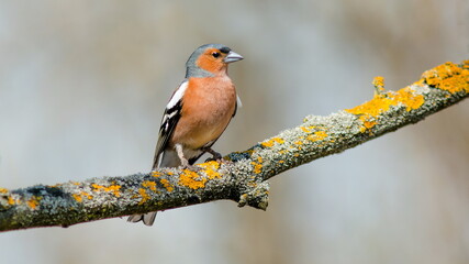 red backed shrike