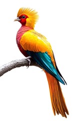 Obraz premium Golden Pheasant Bird Perched on a Branch with White Background, Realistic Photo, Wallpaper, Cover and Screen for Smartphone, Cell Phone, Computer, Laptop, 9:16 and 16:9 Format