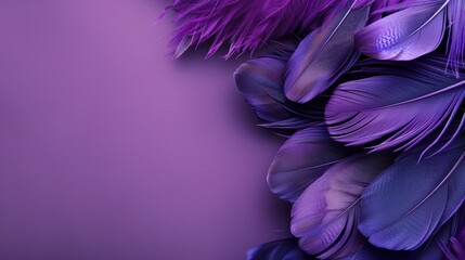 Isolated feathers on purple background