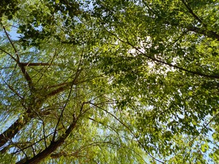 Ifrane, Morocco - August 04, 2024: The Splendor of Nature in Ifrane: Enchanting Trees and Gardens in the Heart of Morocco