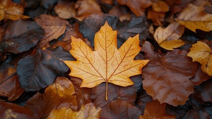 A close-up of a single maple leaf with intricate veins, surrounded by other fallen leaves in autumn hues, perfect for seasonal themes with space for text.