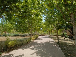 Fototapeta premium Ifrane, Morocco - August 04, 2024: The Splendor of Nature in Ifrane: Enchanting Trees and Gardens in the Heart of Morocco