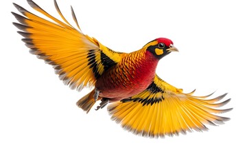 Obraz premium Golden Pheasant Bird Flying with White Background, Realistic Photo, Wallpaper, Cover and Screen for Smartphone, Cell Phone, Computer, Laptop, 9:16 and 16:9 Format