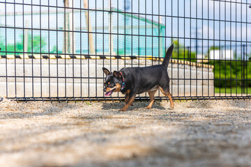 ドッグランの犬