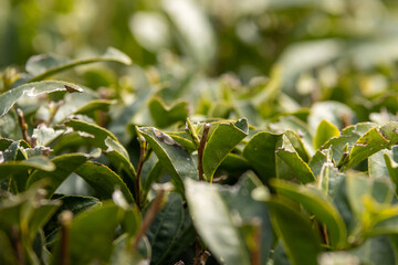 お茶の葉の新芽