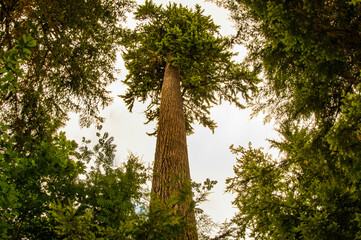 USA, Washington State. Quinault Rainforest, temperate rainforest, encircled conifers on misty day.