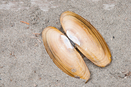 USA, Washington State. Clam shell on Kalaloch Beach.