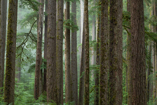 USA, Washington State, Olympic National Park. Conifer forest landscape. 