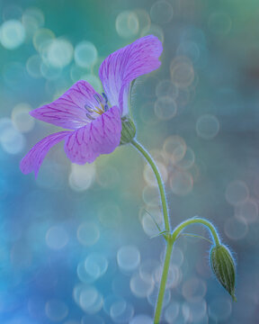 USA, Washington State, Seabeck. Wild geranium close-up.