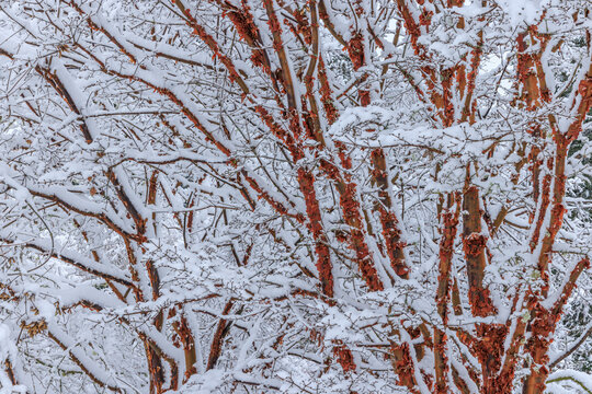 USA, Washington State, Seabeck. Snow- covered Japanese maple tree in winter.