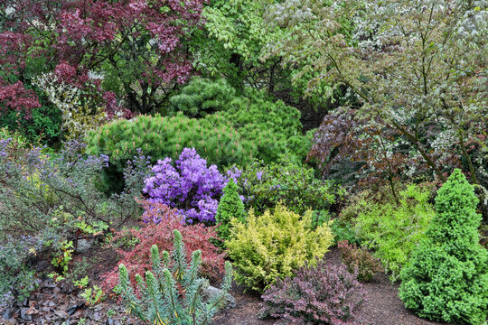 Spring color with deer proof shrubs and trees, Sammamish, Washington State.
