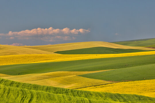 Wheat and canola fields interlaced in Palouse Country of Eastern Washington
