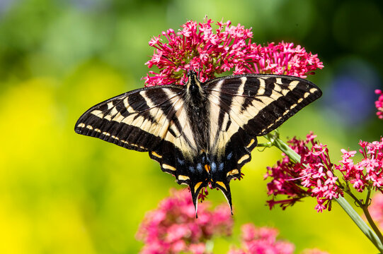 USA, Washington State, Sammamish. Western tiger swallowtail butterfly on flowers