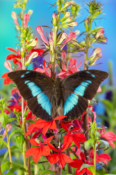 USA, Washington State, Sammamish. Butterfly Prepona on flowers