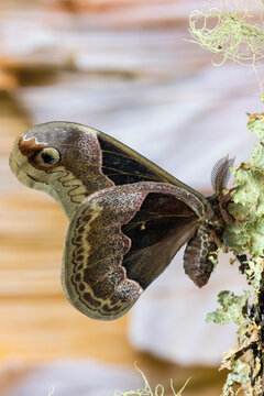 USA, Washington State, Sammamish. Male promethea silk moth on lichen covered branch
