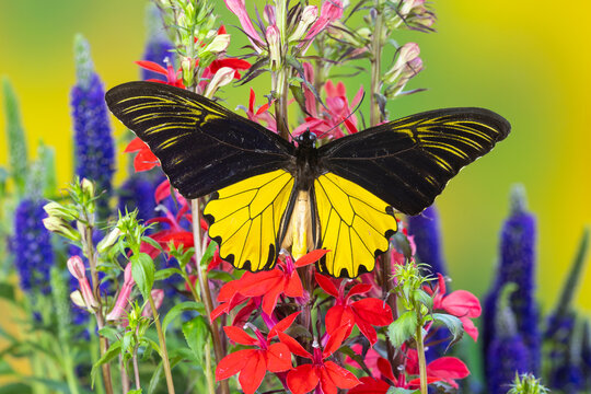 USA, Washington State, Sammamish. Birdwing butterfly on flowers