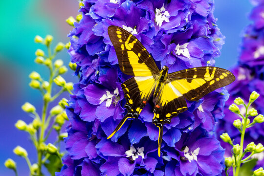 USA, Washington State, Sammamish. Tropical butterfly on delphinium flowers