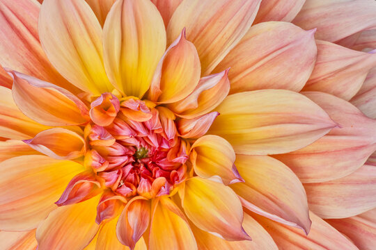 USA, Washington State, Sammamish. Close-up flowering dahlia