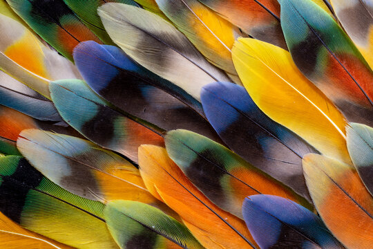 USA, Washington State, Sammamish. Feather design with lovebird tail feathers