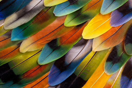 USA, Washington State, Sammamish. Feather design with lovebird tail feathers