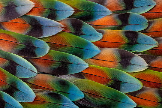 USA, Washington State, Sammamish. Feather design with lovebird tail feathers