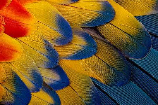 USA, Washington State, Sammamish. Scarlet macaw feather pattern
