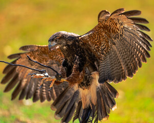 Harris's Hawk (Parabuteo unicinctus), Gavião-asa-de-telha