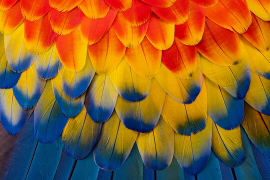 USA, Washington State, Sammamish. Scarlet macaw feather pattern