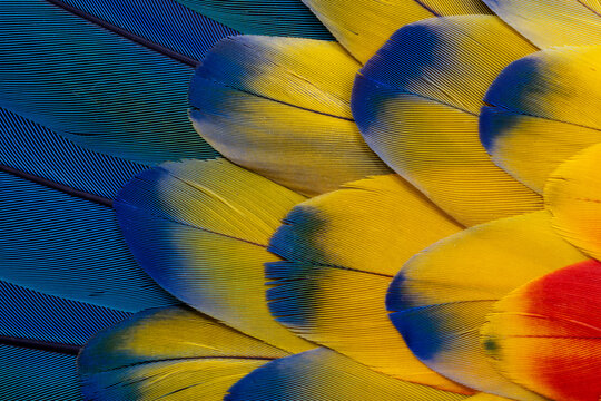 USA, Washington State, Sammamish. Scarlet macaw feather pattern
