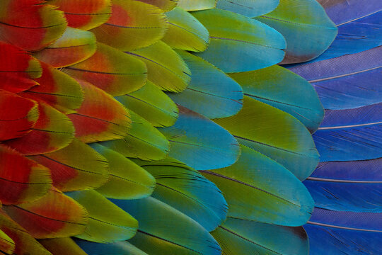 USA, Washington State, Sammamish. Feather design from a variety of macaw parrot wing feathers