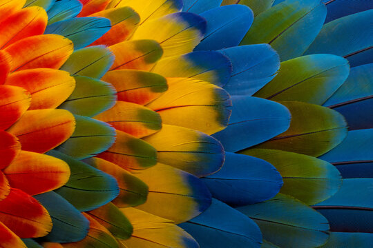 USA, Washington State, Sammamish. Feather design from a variety of macaw parrot wing feathers