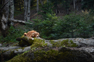 A Nova Scotia Duck Tolling Retriever lies on a moss-covered log in a forest, appearing relaxed and at peace. The scene is tranquil.