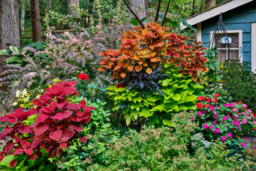 USA, Washington State, Sammamish. Garden in full bloom.