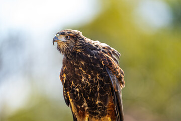 Harris's Hawk (Parabuteo unicinctus), Gavião-asa-de-telha