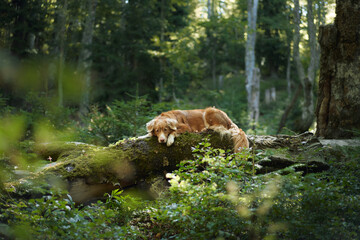 A Nova Scotia Duck Tolling Retriever rests on a moss-covered log in the tranquil forest. The surroundings are lush and green.