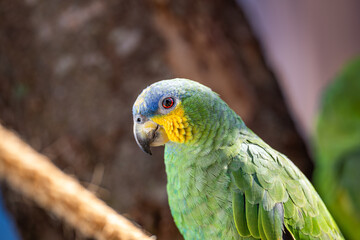 Orange-winged Parrot (Amazona amazonica), Papagaio-do-mangue, Curica