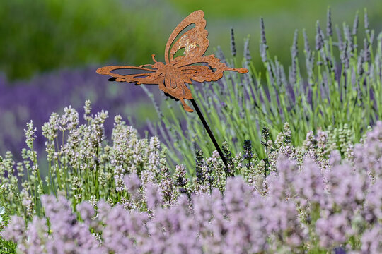 USA, Washington State, Sequim. Lavender fields with metal butterfly
