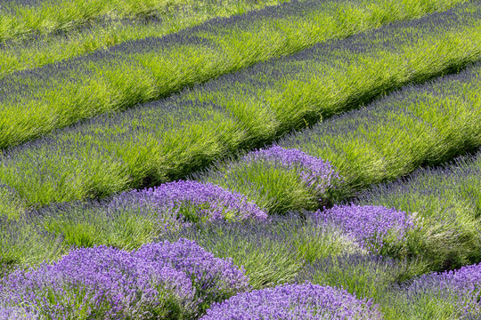 USA, Washington State, Sequim. Lavender fields