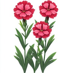 Obraz premium Pink Carnation Flowers in Bloom