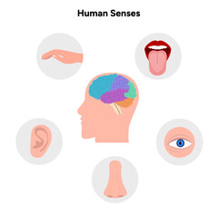 Five Senses With Human Organs Medical illustration