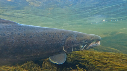 Large size spawning color Baltic Sea salmon swimming and resting in Lainio river on early August morning in Swedish Lapland during annual salmon migration with aquatic vegetation visible.