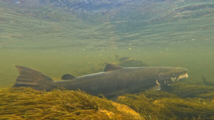 Large size spawning color Baltic Sea salmon swimming and resting in Lainio river on early August morning in Swedish Lapland during annual salmon migration with aquatic vegetation visible.